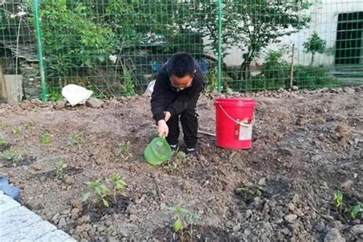 苹果树盆栽的施肥方法