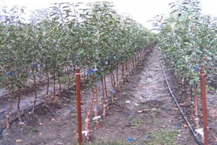 苹果花期尿素好还是用复合肥好？为什么？