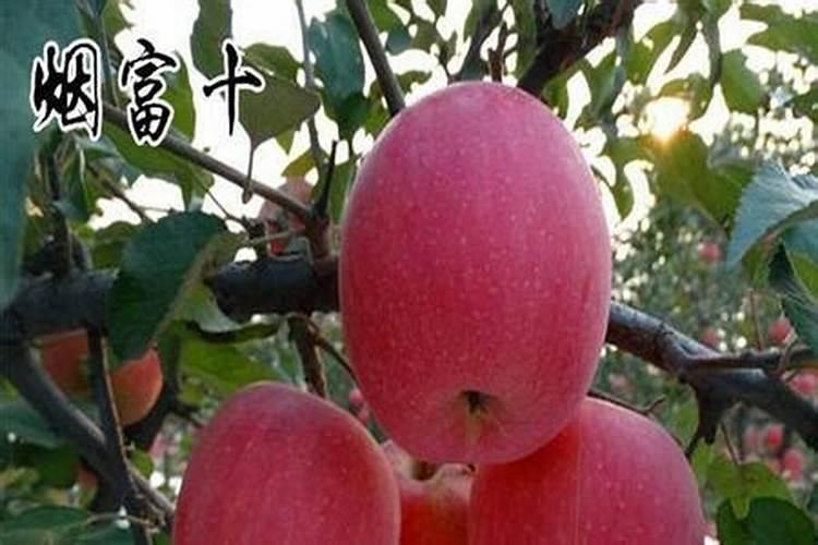 苹果树怎么种植