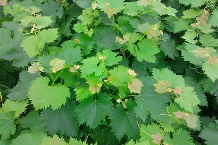 葡萄种植怎样施肥