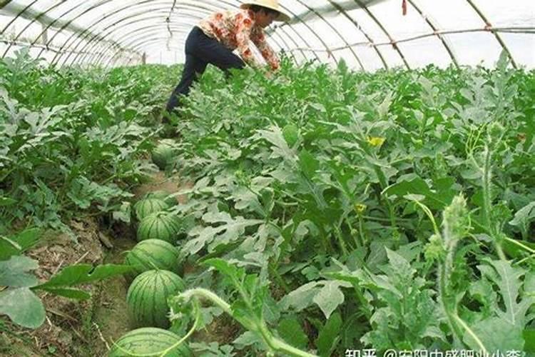 大棚冬季种植黄瓜,要使用叶面肥吗？
