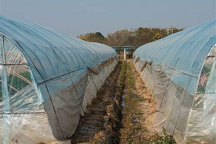冬季大棚青菜能打叶面肥和增长剂有用吗？