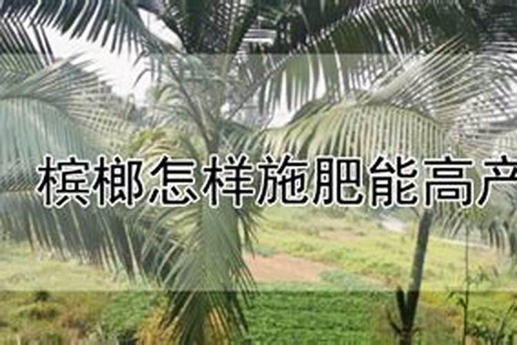 槟榔追肥方法时间 槟榔怎么施肥