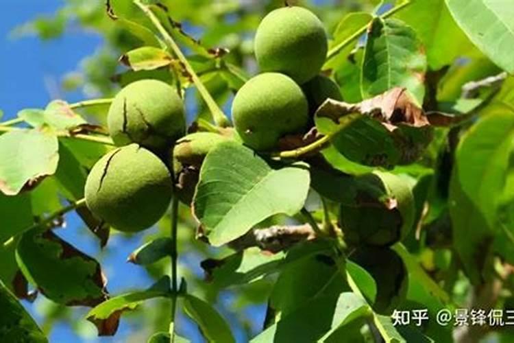 艾花硼肥核桃树什么时候喷最好