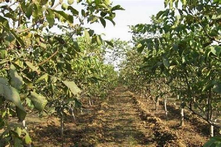 核桃进入硬核期怎样施肥？