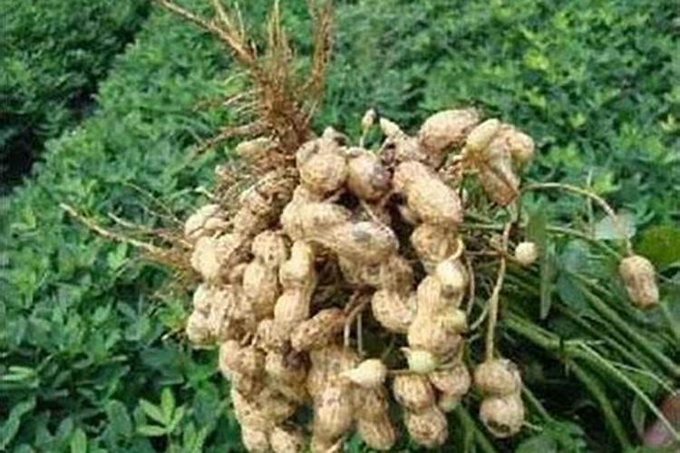 请问芸苔素内酯用在花生上有什么作用？谢谢