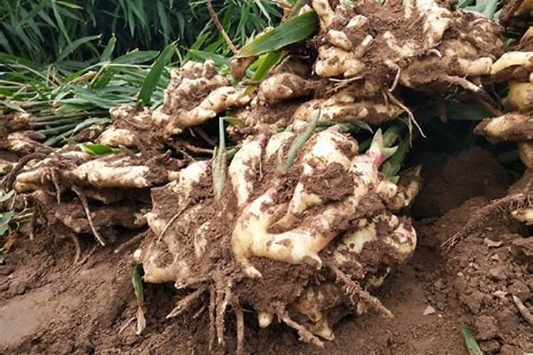 黄瓜栽植前上黄豆好不好底肥？