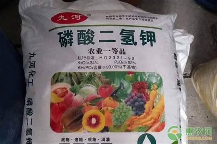 芒果怎么种植 高产种植技术与管理方法