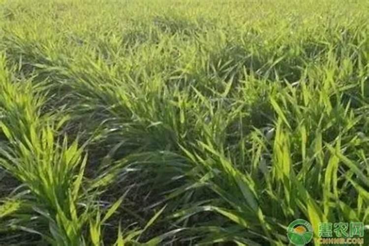 芒果施肥管理技术 芒果施肥管理技术是怎样的