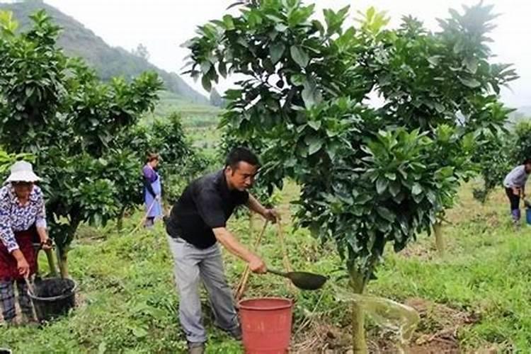 自制大量元素水溶肥的方法,在果树上如何使用