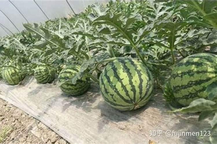 硫酸钾型复合肥171717的适合那些农作物使用？什么时候使用好？使用时...