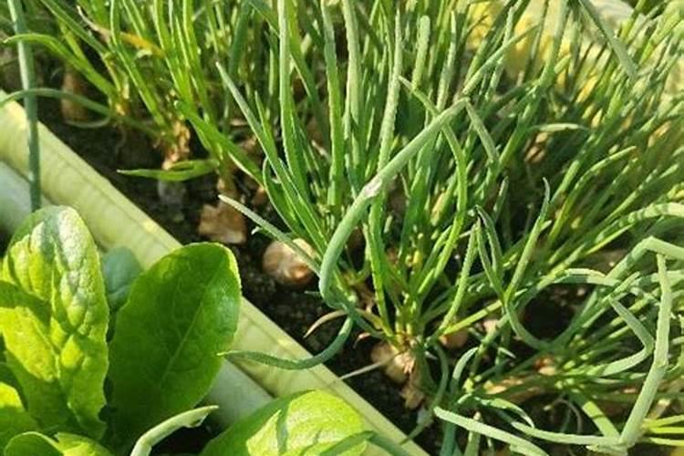 小香葱用什么肥料长得快小香葱的种植方法及注意事项