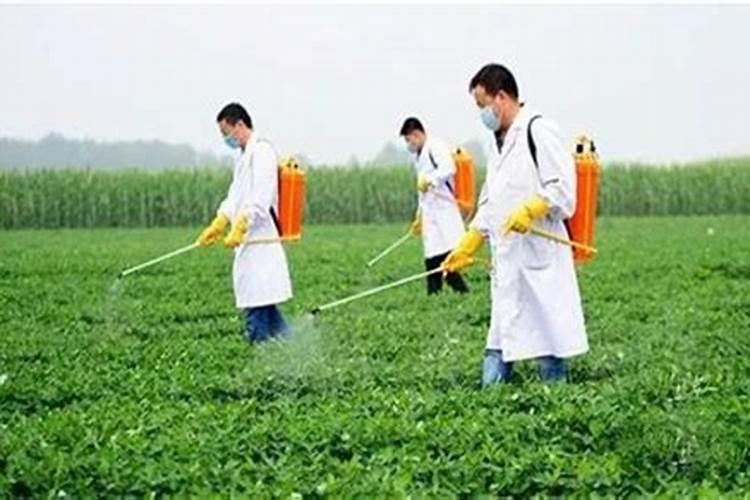 大面积种植白萝卜,怎样预防出现糠心现象？
