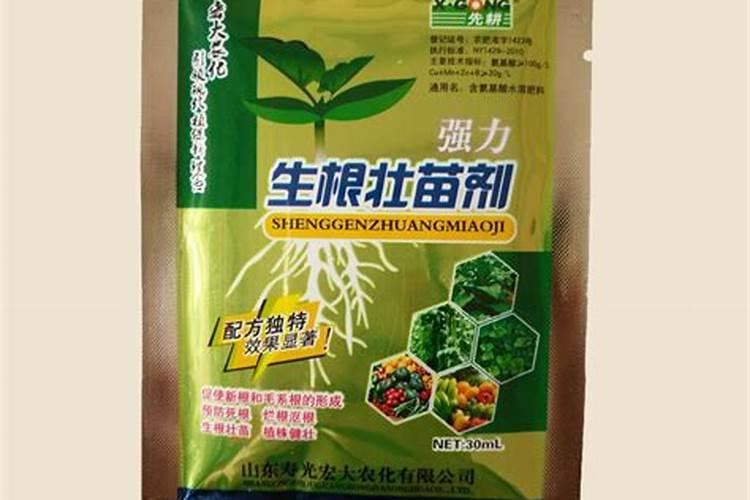 柑橘移栽技巧