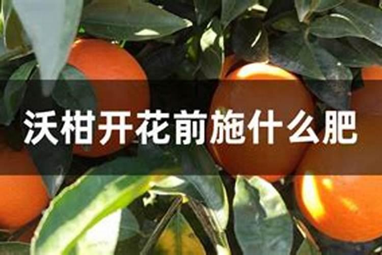 沃柑花期如何施肥保花保果