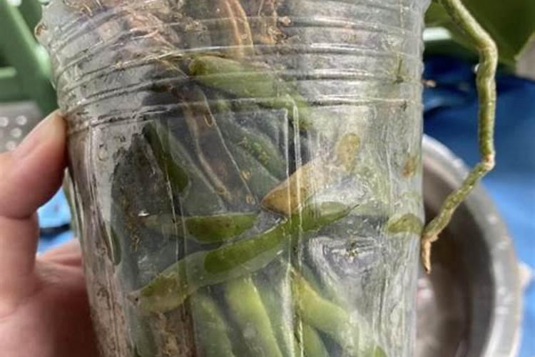 钙镁磷肥肥水效果怎么样