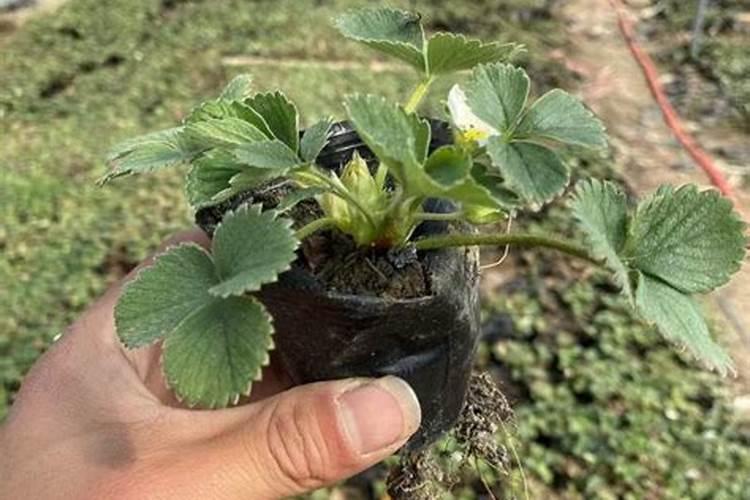 草莓各个时期的施肥方案,什么时候冲高磷肥