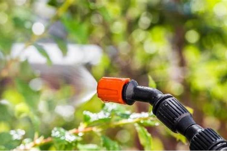 小麦返青期打戊唑醇磷酸二氢钾芸苔素噻虫嗪可以吗？