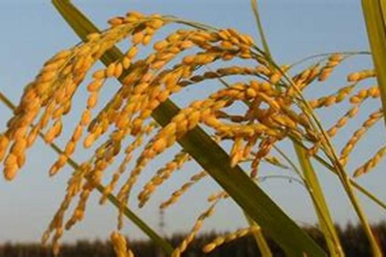 矿源黄腐酸钾,枯草芽孢杆菌和哈兹木霉菌这三样能混用吗,如果混用可不可...