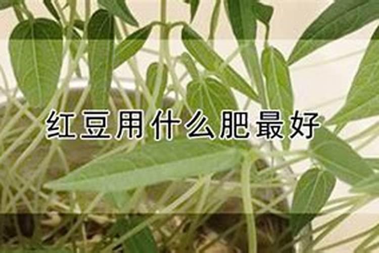 豇豆追肥用什么肥料好？