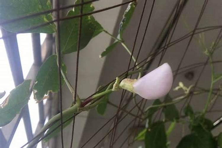 豇豆追肥用什么肥料好？