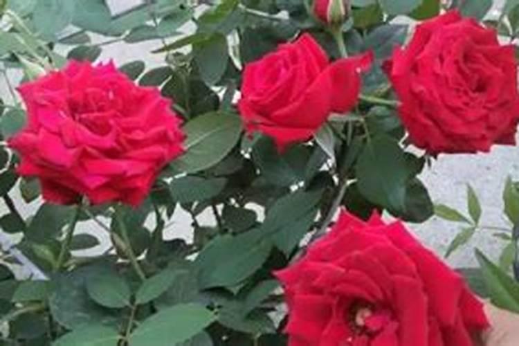 玫瑰花怎么养家庭养法