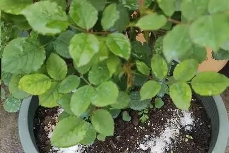 海芋开花是什么样子的 开花是怎么回事