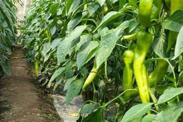 发财树施肥用什么肥料最好 5种适合养发财树的肥料