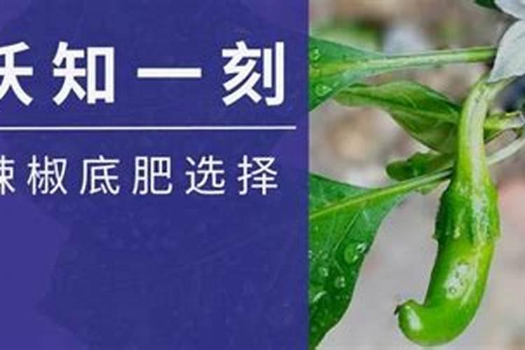 发财树浇什么肥最好