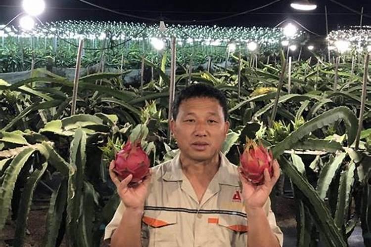 火龙果挂果期需补哪种肥料