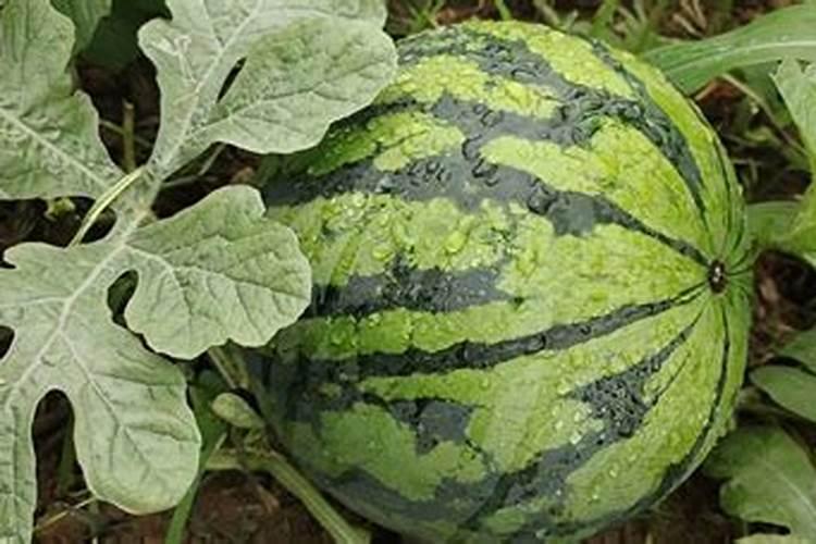 种西瓜用什么肥料又大又甜
