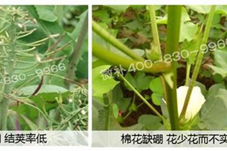种植玉米,要什么时候打叶面肥合适