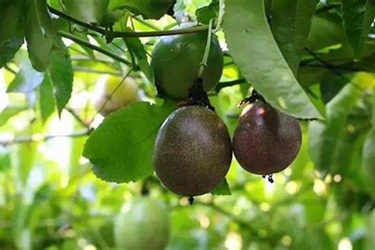 百香果用什么肥料最好