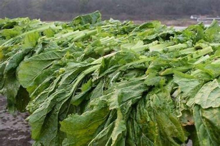 生姜一亩地能收多少斤 生姜的种植方法