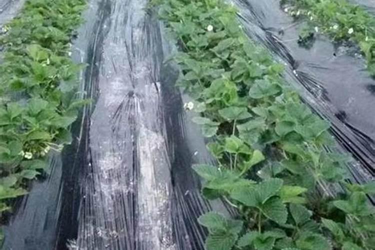 奶油草莓怎么种植方法