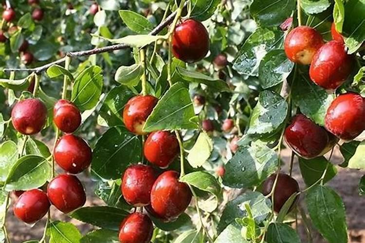 果树春季种植与施肥方法