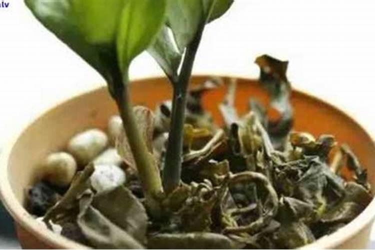 试验研究表明茶园施钾有好处
