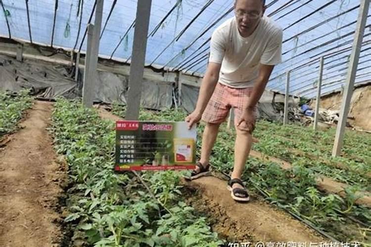 种植白菜如何施肥