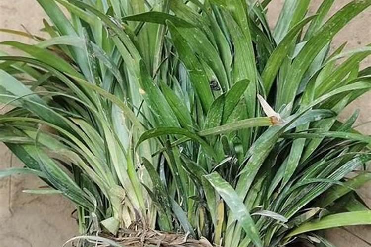 麦冬产生除草剂药害怎么办
