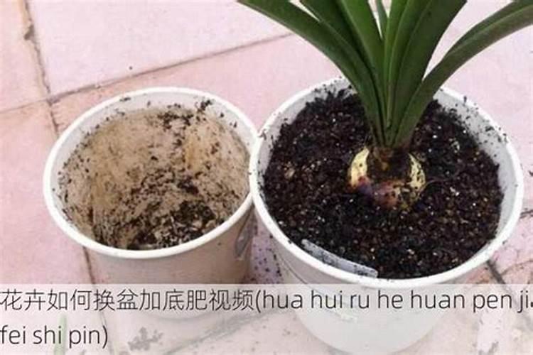 茶花上盆后如何施肥