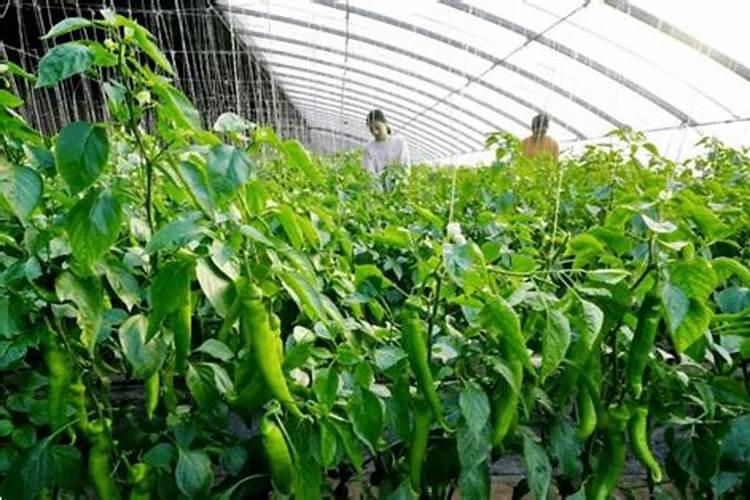 辣椒盛果期施什么肥好 适宜温度是多少