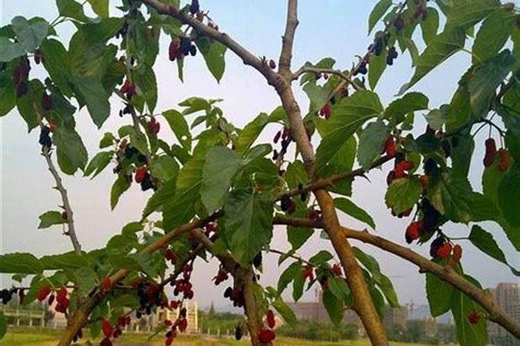 果树春季种植与施肥方法