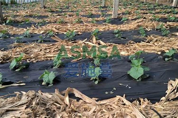 袋装大量元素水溶肥棉花叶面喷施用量