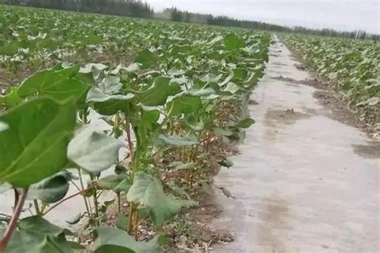 棉花管理很关键,棉花精细化管理要点有哪些？