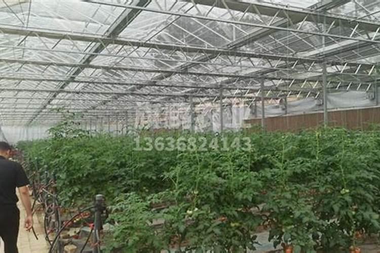 多雨季节,温室大棚蔬菜如何管理？