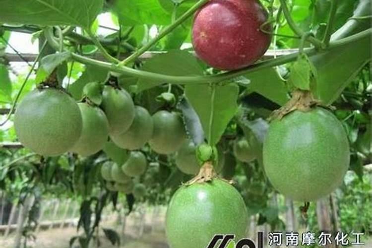 百香果施什么肥挂果多