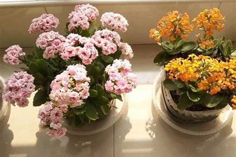 长寿花用什么肥料最好花卉百科