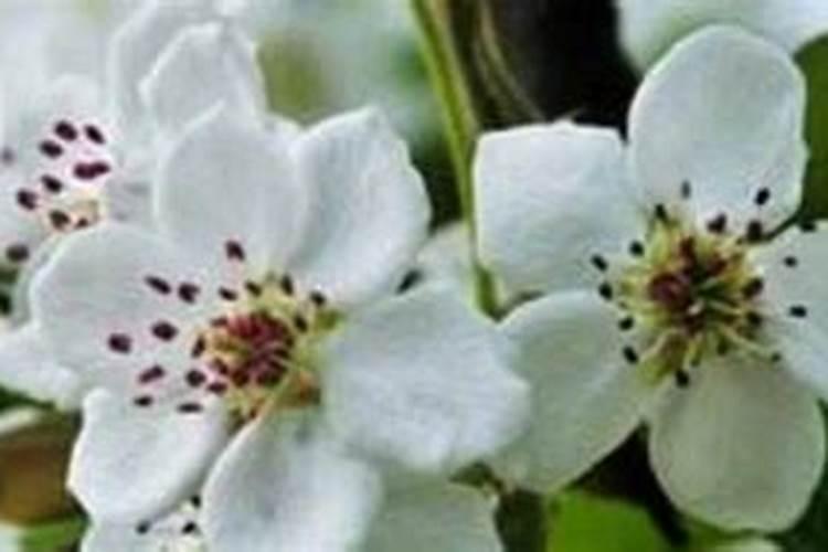 梨树保花果用什么药