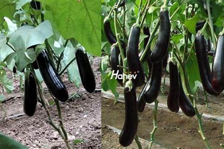 番茄彭果期施什么肥料比较好
