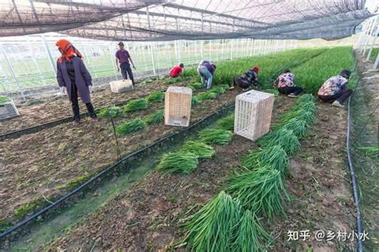 白菜施肥时间和方法